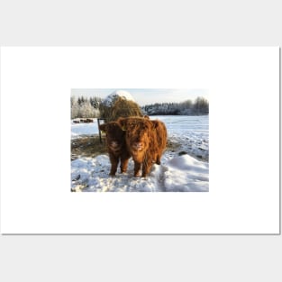 Scottish Highland Cattle Calves 1665 Posters and Art